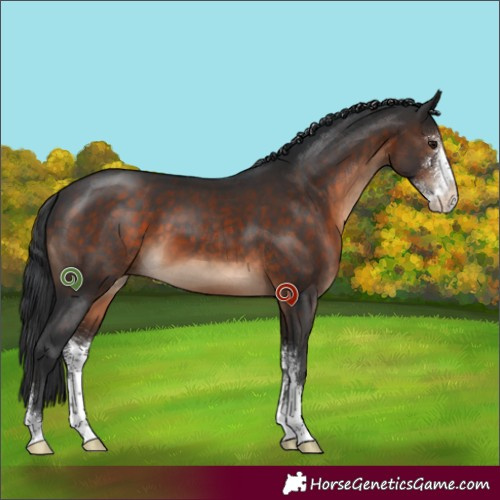 Horse Color:Brown Sabino 