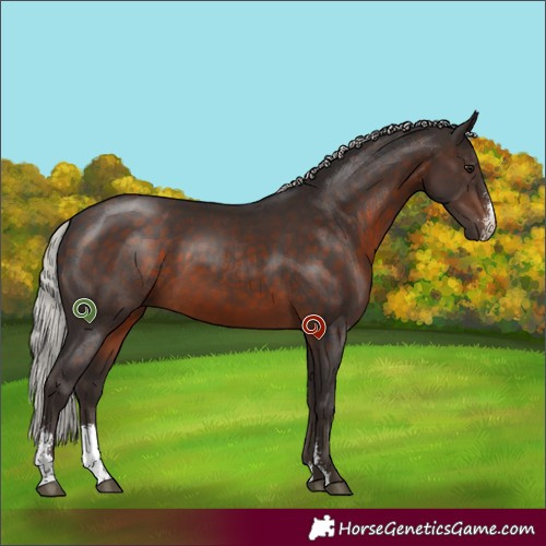 Horse Color:Silver Brown Sabino 