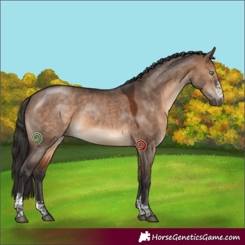 Horse Color:Brown Dun Sabino 