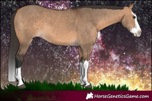 Horse Color:Bay Dun Sabino Splash 