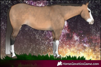 Horse Color:Bay Dun Sabino Splash 