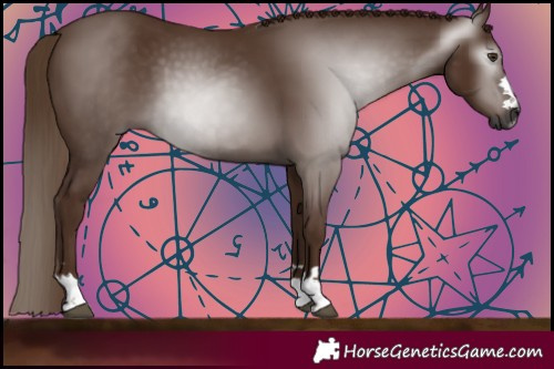 Horse Color:Gray Chestnut 