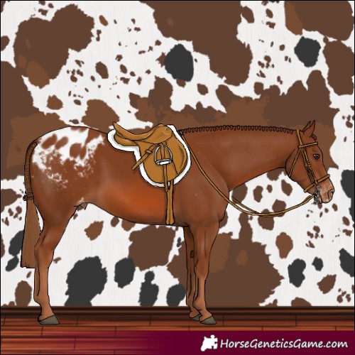 Horse Color:Chestnut Appaloosa 