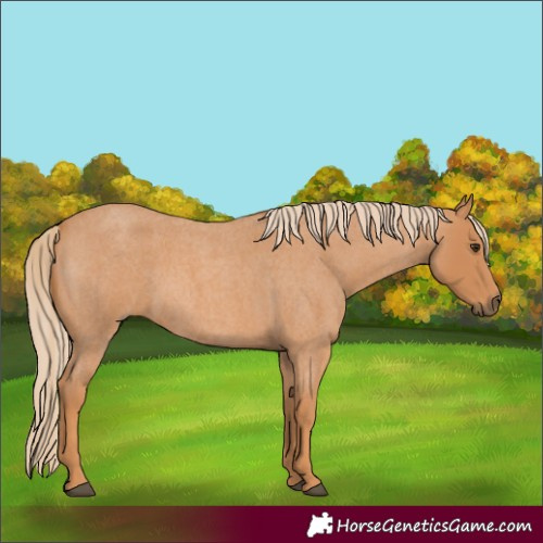 Horse Color:Red Roan 
