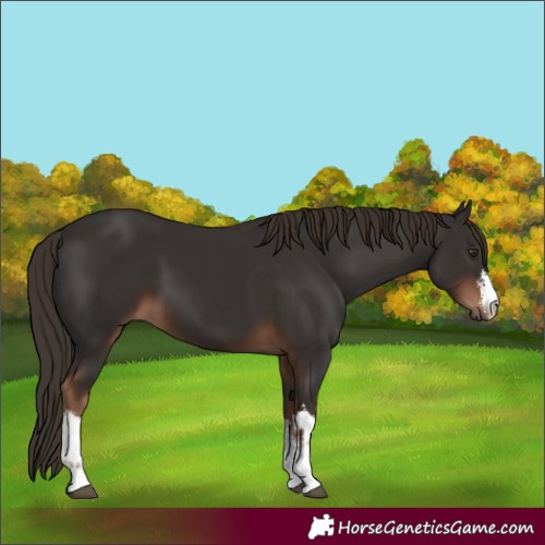 Horse Color:White Spotted Liver Chestnut 