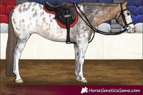 Horse Color:White Spotted Buckskin Appaloosa 