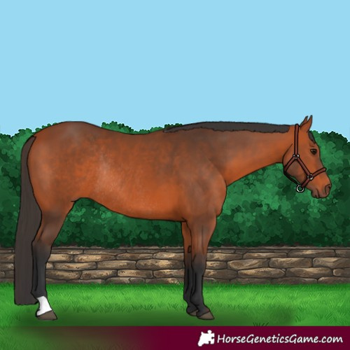 Horse Color:Bay Rabicano 