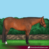 Horse Color:Bay Rabicano