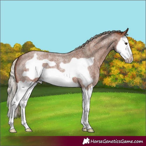Horse Color:Red Roan Splash Frame 