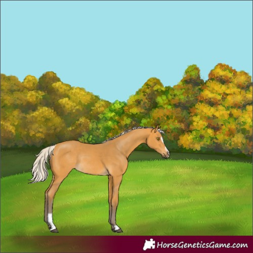 Horse Color:Silver Buckskin Sabino Rabicano 