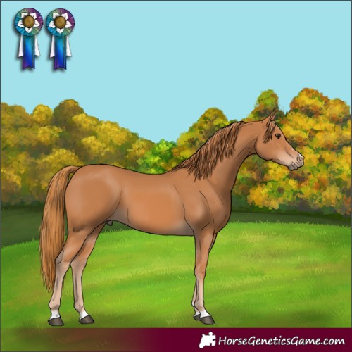Horse Color:Chestnut 