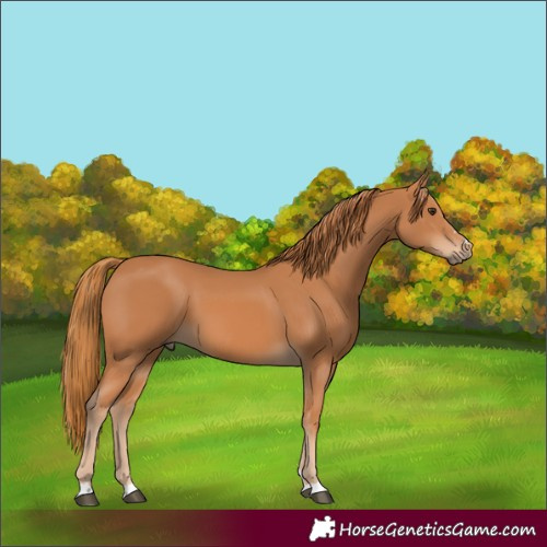 Horse Color:Chestnut 