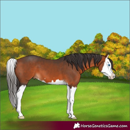 Horse Color:Bay Splash 