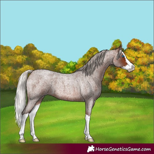 Horse Color:Silver Brown Roan Splash 
