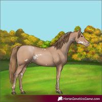 Horse Color:White Spotted Black Pearl