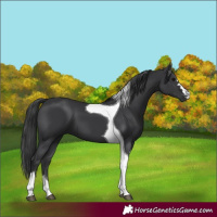 Horse Color:Black Tobiano 
