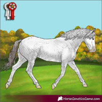 Horse Color:Classic Champagne Sabino Appaloosa Rabicano