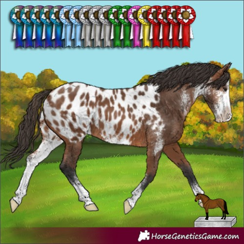 Horse Color:Bay Sabino Blanket