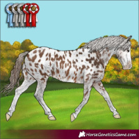 Horse Color:Bay Sabino Appaloosa