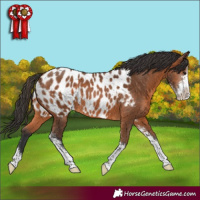 Horse Color:Bay Sabino Appaloosa