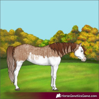 Horse Color:Unknown 