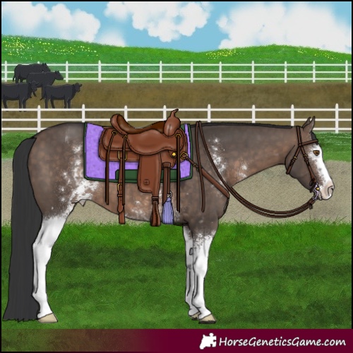 Horse Color:White Spotted Brown Dun Sabino 