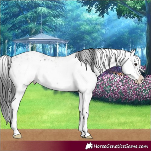 Horse Color:Black Sabino 