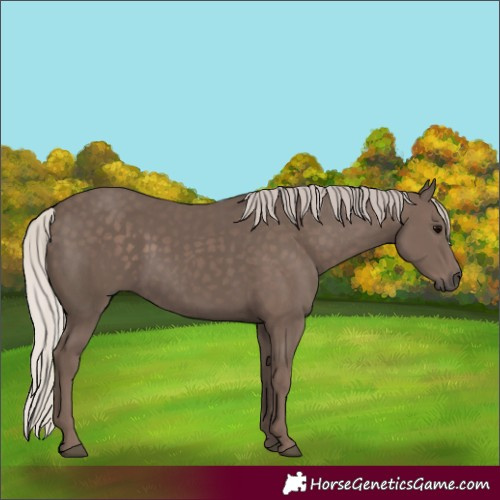 Horse Color:Silver Black