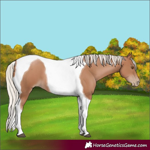 Horse Color:Silver Black Pearl Tobiano 