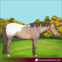 Horse Color:Amber Champagne Appaloosa 
