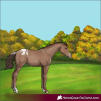 Horse Color:Classic Champagne Appaloosa 