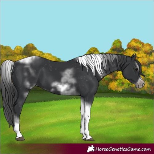 Horse Color:White Spotted Black Splash Tobiano Frame Appaloosa 
