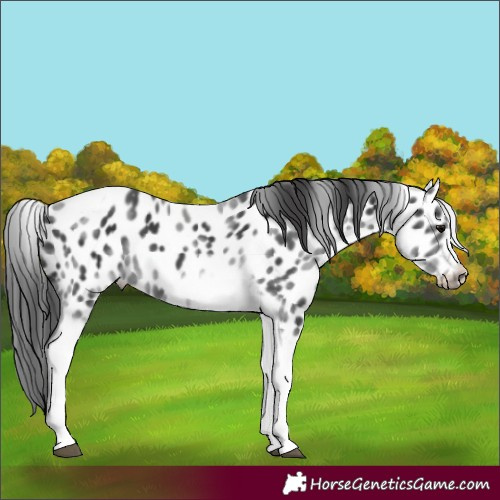 Horse Color:White Spotted Black Splash Tobiano Frame Appaloosa