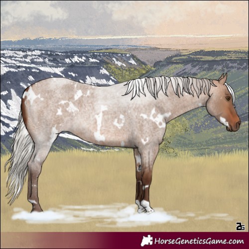 Horse Color:White Spotted Silver Bay Roan Dun Rabicano 