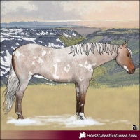 Horse Color:White Spotted Silver Bay Roan Dun Rabicano