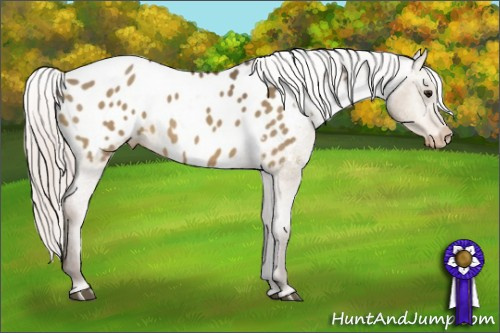 Horse Color:Silver Bay Dun Appaloosa 