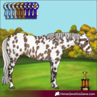 Horse Color:Silver Brown Dun Appaloosa 