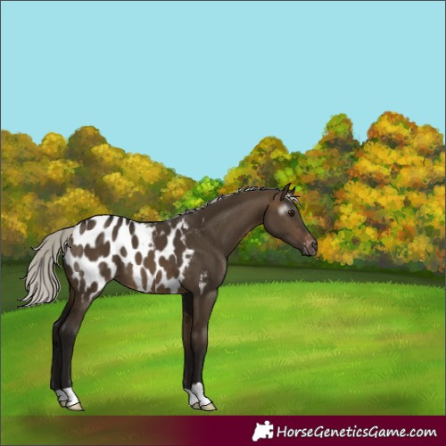 Horse Color:Gray Silver Brown Dun Appaloosa 