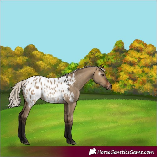 Horse Color:Gray Silver Brown Dun Appaloosa Rabicano 