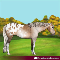 Horse Color:Gray Silver Bay Dun Sabino Appaloosa