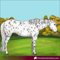 Horse Color:Gray Silver Brown Dun Leopard 