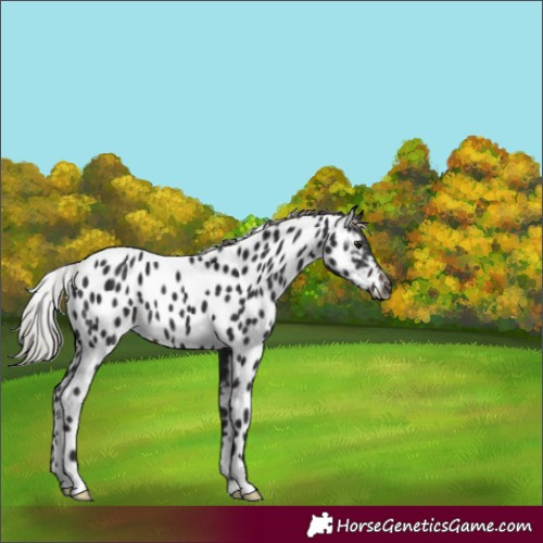 Horse Color:Gray Silver Brown Appaloosa 