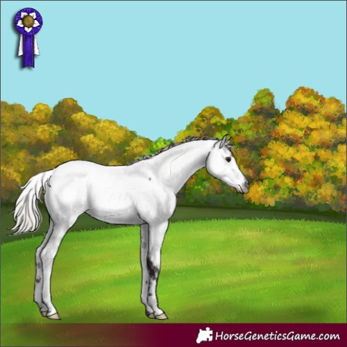 Horse Color:Gray Silver Brown Appaloosa 