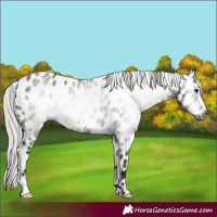 Horse Color:Gray Silver Brown Dun Appaloosa 