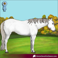 Horse Color:Gray Silver Brown Dun Appaloosa 