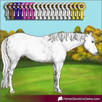Horse Color:Gray Silver Brown Dun Leopard 