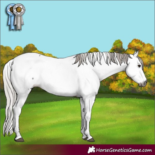 Horse Color:Gray Silver Brown Appaloosa