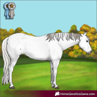 Horse Color:Gray Silver Brown Fewspot 