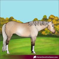 Horse Color:Gray Silver Bay Dun 