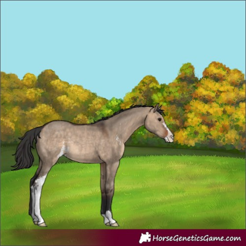Horse Color:Brown Dun Sabino Rabicano 